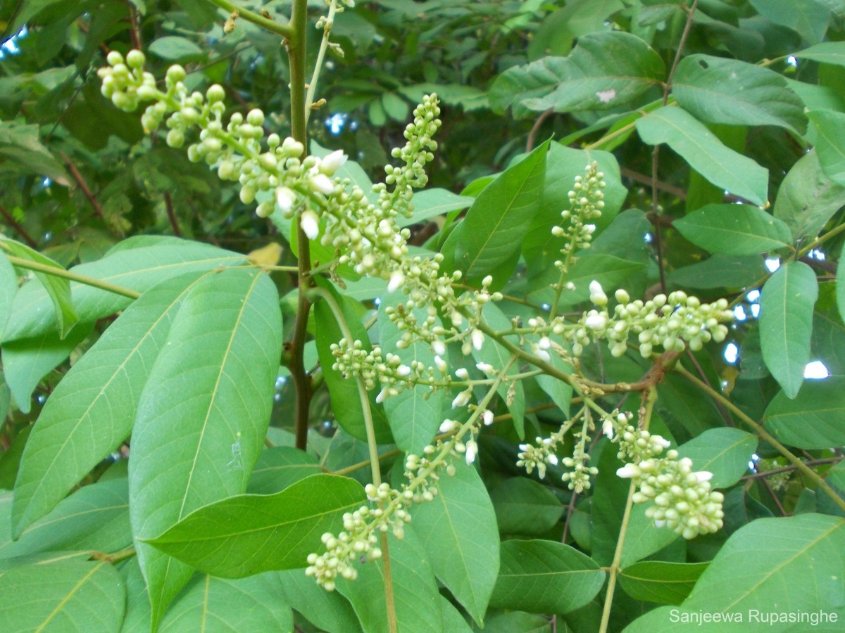 Lepisanthes rubiginosa (Roxb.) Leenh.